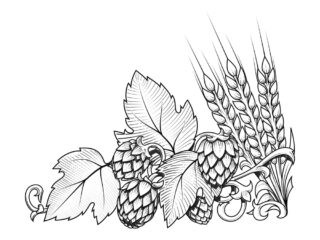 Stylish hop branch and barley hand drawn vector illustration